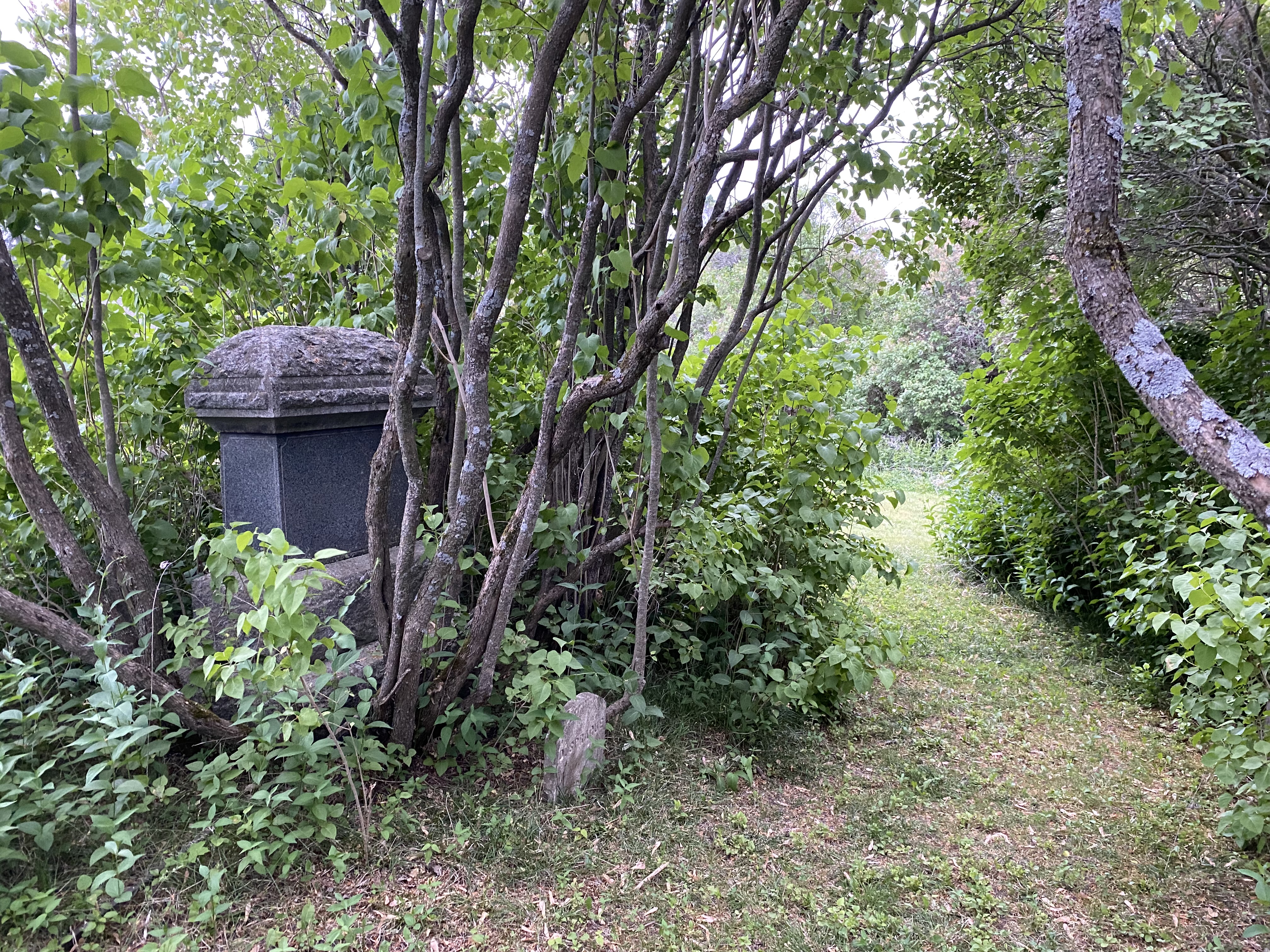 Old tombstones surrounded by trees