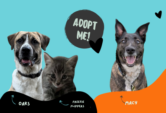 two dogs and a cat with the words adopt me in a circle