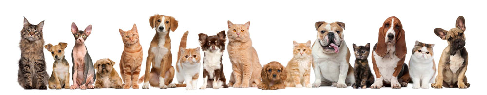 Animal Services | Town of Georgina Animal Services | Town of Georgina