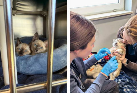 side by side image, left two kittens in a cage, right two shelter workers caring for a kitten