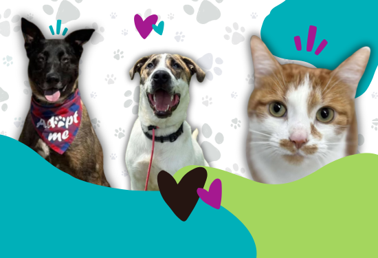 2 dogs and a cat with colourful shapes