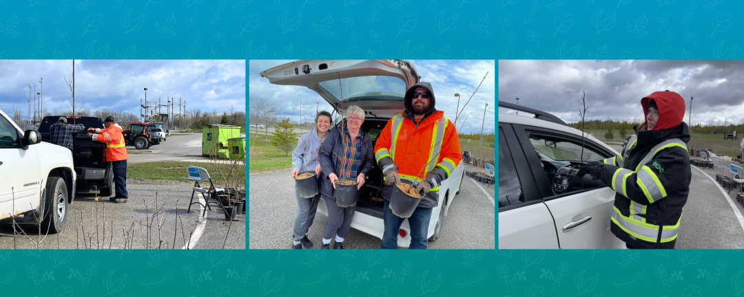three photos, side by side, of Earth Day tree giveaway