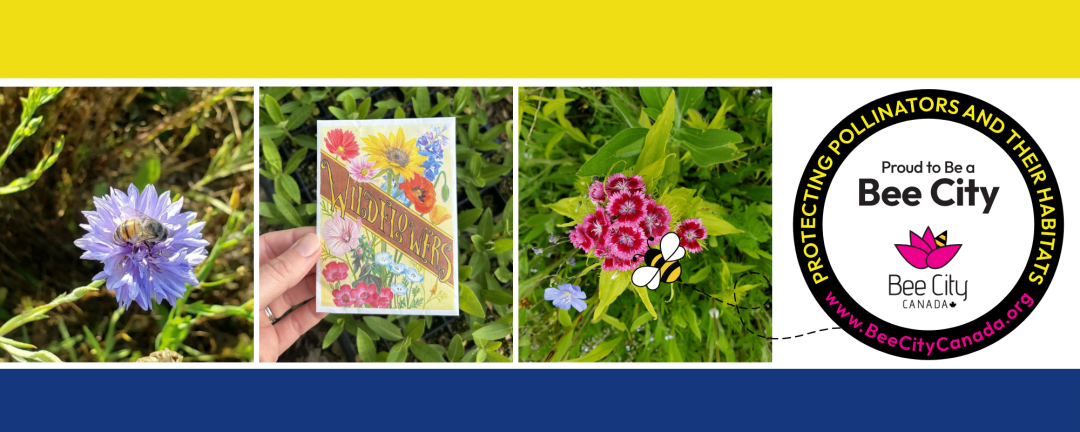 collage of images with bees on flowers and a hand holding a packet of seeds and the logo for bee city