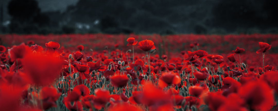 red poppies growing in a field